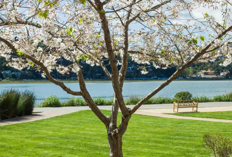 cherry blossom tree in bloom with green lawn and richardson bay in background